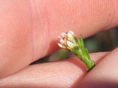 Euchaetis glomerata