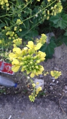 Brassiceae