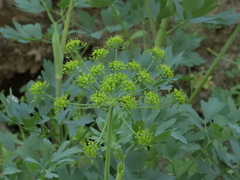 Lomatium californicum