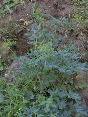 Lomatium californicum