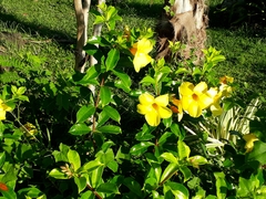 Allamanda