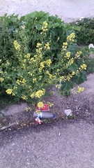 Brassiceae