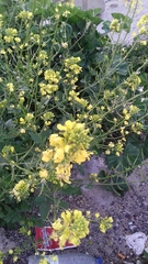 Brassiceae