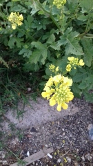 Brassiceae