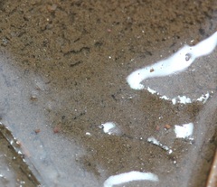 Sminthurides aquaticus