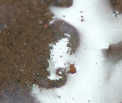 Sminthurides aquaticus