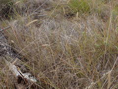 Setaria sphacelata torta