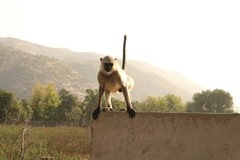 Semnopithecus entellus