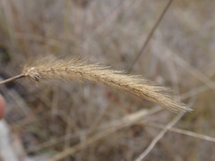 Setaria sphacelata torta