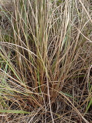 Setaria sphacelata torta