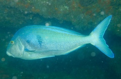 Nemadactylus valenciennesi
