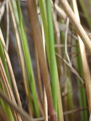 Setaria sphacelata torta