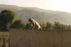 Semnopithecus entellus