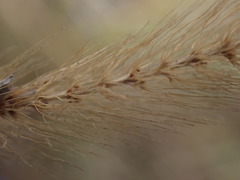 Setaria sphacelata torta