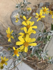 Encelia farinosa