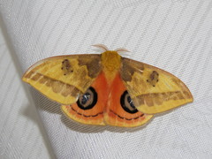Automeris jucunda