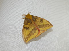 Automeris jucunda