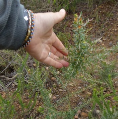 Aspalathus spinosa glauca