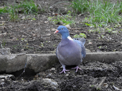 Columba palumbus