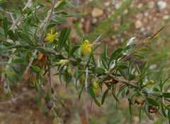 Aspalathus spinosa glauca
