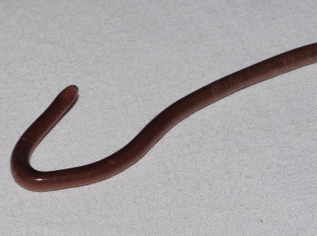 Ramphotyphlops depressus