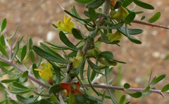 Aspalathus spinosa glauca