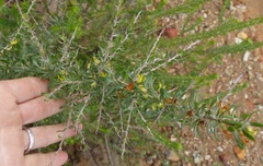 Aspalathus spinosa glauca