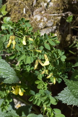 Hippocrepis emerus emerus