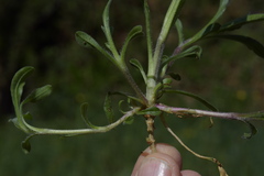 Silene nutans livida