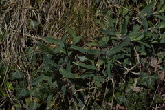 Silene nutans livida