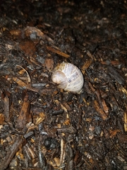 Cornu aspersum