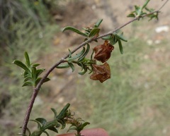 Hermannia angularis
