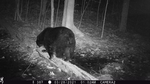 American Black Bear photographed in New York