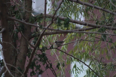 Passer montanus dybowskii