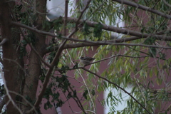 Passer montanus dybowskii