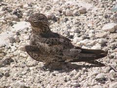 Chordeiles gundlachii