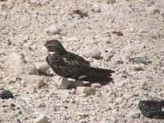 Chordeiles gundlachii