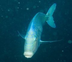 Nemadactylus valenciennesi