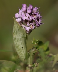 Neotinea conica
