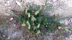 Lamarckia aurea