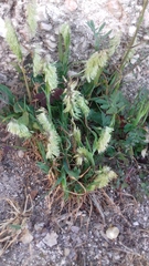 Lamarckia aurea