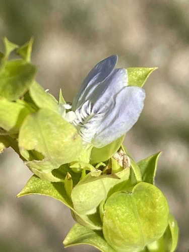 Monechma genistifolium subsp. genistifolium image