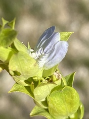 Monechma genistifolium image