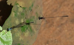 Prodasineura verticalis