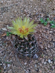 Hamatocactus