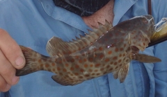 Epinephelus coioides