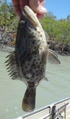 Epinephelus coioides