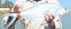 Scomberoides commersonnianus