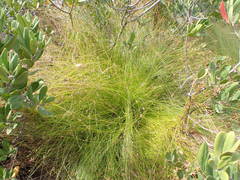 Ficinia fascicularis