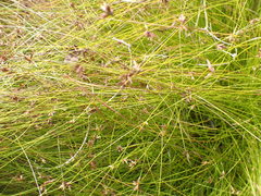 Ficinia fascicularis